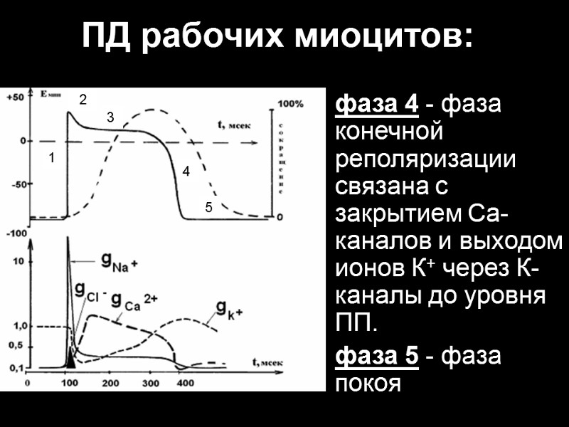 ПД рабочих миоцитов: фаза 4 - фаза конечной реполяризации связана с закрытием Са-каналов и